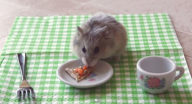 Hamster eating pizza