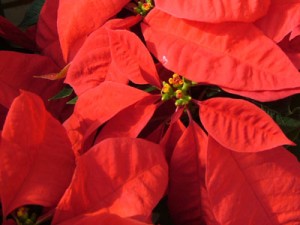 poinsettia