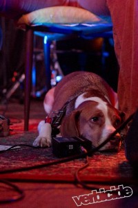 Star Anna's adorable dog